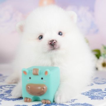 ポメラニアン【群馬県・男の子・2025年8月4日・ホワイト】の写真「両親犬見学可能🐶ブリーダーアワード群馬県1位🌟」
