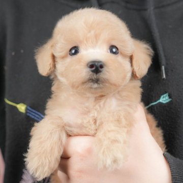 トイプードル(トイ)【群馬県・女の子・2025年9月30日・アプリコット】の写真「両親犬見学可能🐶ブリーダーアワード群馬県1位🌟」
