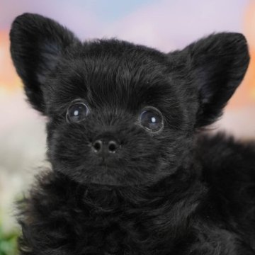 【群馬県・女の子・2025年7月4日・ブラック】の写真「両親犬見学可能🐶ブリーダーアワード群馬県1位🌟」