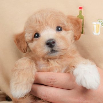 ビションプー(ビションフリーゼ×トイプードル)【群馬県・女の子・2025年10月12日・アプリコット】の写真「両親犬見学可能🐶ブリーダーアワード群馬県1位🌟」