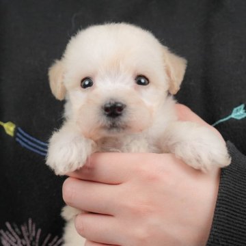 ビションプー(ビションフリーゼ×トイプードル)【群馬県・女の子・2025年9月18日・クリーム】の写真「両親犬見学可能🐶ブリーダーアワード群馬県1位🌟」