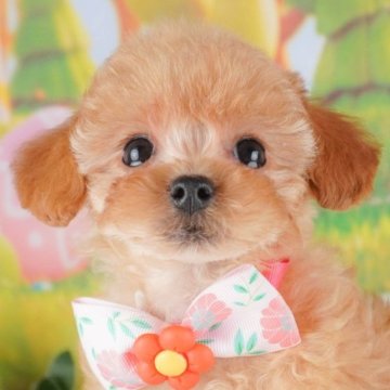 マルプープー(マルプー×トイプードル)【群馬県・女の子・2025年2月24日・アプリコット】の写真「両親犬見学可能🐶ブリーダーアワード群馬県1位🌟」