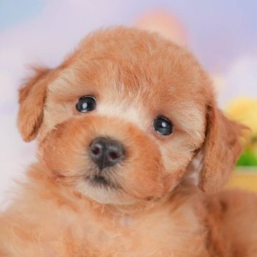 トイプードル(トイ)【群馬県・女の子・2025年8月17日・レッド】の写真「両親犬見学可能🐶ブリーダーアワード群馬県1位🌟」