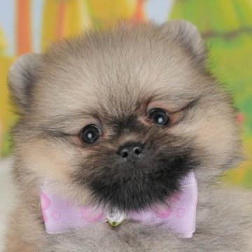 ポメラニアン【群馬県・男の子・2025年4月21日・クリームセーブル】の写真「子犬に対し、「健康面」を一番に考えている方」