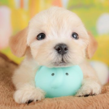 マルプー(マルチーズ×トイプードル)【群馬県・男の子・2025年8月1日・アプリコット】の写真「両親犬見学可能🐶ブリーダーアワード群馬県1位🌟」