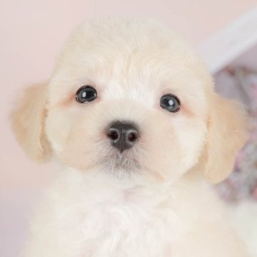マルプー(マルチーズ×トイプードル)【群馬県・男の子・2025年8月14日・クリーム】の写真「両親犬見学可能🐶ブリーダーアワード群馬県1位🌟」