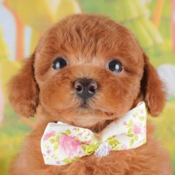 トイプードル(トイ)【群馬県・女の子・2025年4月14日・レッド】の写真「🐶ブリーダーアワード群馬県1位🌟掲載数1番👑」