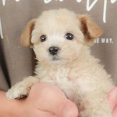 ビションプー(ビションフリーゼ×トイプードル)