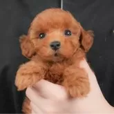 トイプードル(トイ)