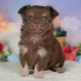 チワワ(ロング)
