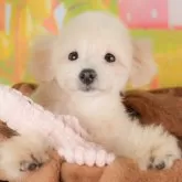 ポメプー(ポメラニアン×トイプードル)【群馬県・男の子・2025年3月2日・アプリコット】の写真1「マイクロチップ・接種済みワクチン・健康診断込みの総額です🐶💉」