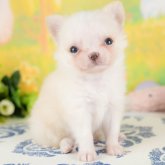 チワワ(ロング)