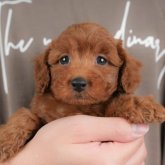 トイプードル(トイ)