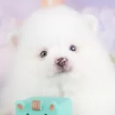ポメラニアン