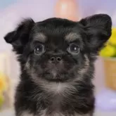 チワワ(ロング)
