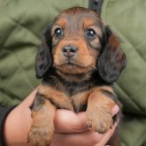 ミニチュアダックスフンド(ロング)