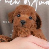 トイプードル(トイ)