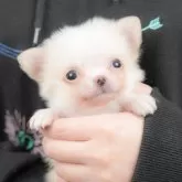 チワワ(ロング)【群馬県・男の子・2025年9月30日・クリーム】の写真1「マイクロチップ・接種済みワクチン・健康診断込みの総額です🐶💉」