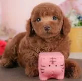 トイプードル(トイ)