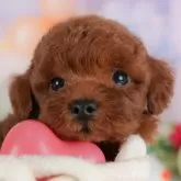 トイプードル(トイ)