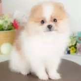 ポメラニアン