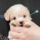 ミックス(マルチーズ×ミックス)