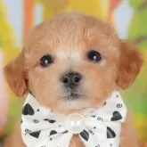 ミックス(ビションフリーゼ×トイプードル)【群馬県・男の子・2025年5月8日・レッド】の写真1「マイクロチップ・接種済みワクチン・健康診断込みの総額です🐶💉」