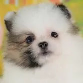 ポメラニアン