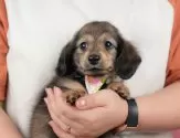 ミニチュアダックスフンド(ロング)【群馬県・男の子・2025年5月8日・シェーデッドイエロー】の写真2「🐾オンライン見学実施中！即日対応も可能です♪」