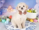 ポメプー(ポメラニアン×トイプードル)【群馬県・男の子・2025年3月2日・アプリコット】の写真2「🐾オンライン見学実施中！即日対応も可能です♪」