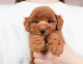 トイプードル(トイ)【群馬県・女の子・2025年8月17日・レッド】の写真2「🐾オンライン見学実施中！即日対応も可能です♪」