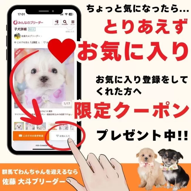 チワックス(チワワ×ダックスフンド)【群馬県・男の子・2025年5月