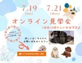 トイプードル(トイ)【群馬県・男の子・2025年6月7日・レッド】の写真3「7/19~21 オンライン見学会開催！お気軽にお問い合わせください✉」