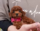 トイプードル(トイ)【群馬県・女の子・2025年2月1日・レッド】の写真3「🐾近隣引渡サービスでのお迎えも承っております！」