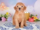 トイプードル(トイ)【群馬県・女の子・2025年7月31日・アプリコット】の写真4「🐾兄妹犬や他の子と一緒に！一度に複数頭の見学も可能です！希望の子がいればお伝えください🐶」