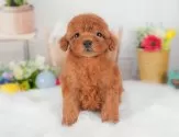 トイプードル(トイ)【群馬県・女の子・2025年7月31日・レッド】の写真4「🐾兄妹犬や他の子と一緒に！一度に複数頭の見学も可能です！希望の子がいればお伝えください🐶」
