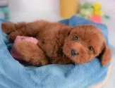トイプードル(トイ)【群馬県・男の子・2025年8月8日・レッド】の写真4「🐾兄妹犬や他の子と一緒に！一度に複数頭の見学も可能です！希望の子がいればお伝えください🐶」