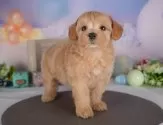 マルプー(マルチーズ×トイプードル)【群馬県・男の子・2025年6月6日・アプリコット】の写真4「🐾兄妹犬や他の子と一緒に！一度に複数頭の見学も可能です！希望の子がいればお伝えください🐶」