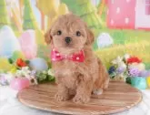チワプー(チワワ×トイプードル)【群馬県・女の子・2025年1月11日・レッド】の写真4「🐾お父さん犬、お母さん犬の見学も可能です♪」