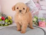 チワプー(チワワ×トイプードル)【群馬県・女の子・2025年8月15日・アプリコット】の写真4「🐾兄妹犬や他の子と一緒に！一度に複数頭の見学も可能です！希望の子がいればお伝えください🐶」