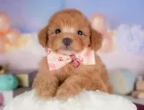 トイプードル(トイ)【群馬県・女の子・2025年4月24日・レッド】の写真4「🐾兄妹犬や他の子と一緒に！一度に複数頭の見学も可能です！希望の子がいればお伝えください🐶」