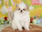 ポメラニアン【群馬県・男の子・2025年7月11日・パーティ】の写真4「🐾兄妹犬や他の子と一緒に！一度に複数頭の見学も可能です！希望の子がいればお伝えください🐶」