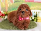 トイプードル(トイ)【群馬県・女の子・2025年2月1日・レッド】の写真4「🐾お父さん犬、お母さん犬の見学も可能です♪」