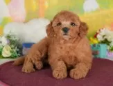 トイプードル(トイ)【群馬県・女の子・2025年6月7日・レッド】の写真4「🐾兄妹犬や他の子と一緒に！一度に複数頭の見学も可能です！希望の子がいればお伝えください🐶」