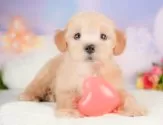 マルプー(マルチーズ×トイプードル)【群馬県・男の子・2025年8月1日・アプリコット】の写真4「🐾兄妹犬や他の子と一緒に！一度に複数頭の見学も可能です！希望の子がいればお伝えください🐶」