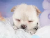 チワワ(ロング)【群馬県・男の子・2025年4月12日・クリーム&ホワイト】の写真4「🐾兄妹犬や他の子と一緒に！一度に複数頭の見学も可能です！希望の子がいればお伝えください🐶」