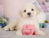 マルプー(マルチーズ×トイプードル)【群馬県・男の子・2025年8月14日・クリーム】の写真4「🐾兄妹犬や他の子と一緒に！一度に複数頭の見学も可能です！希望の子がいればお伝えください🐶」
