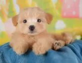 ポメプー(ポメラニアン×トイプードル)【群馬県・男の子・2025年8月24日・レッド】の写真4「🐾兄妹犬や他の子と一緒に！一度に複数頭の見学も可能です！希望の子がいればお伝えください🐶」