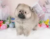 ポメラニアン【群馬県・女の子・2025年8月13日・ウルフセーブル】の写真4「🐾兄妹犬や他の子と一緒に！一度に複数頭の見学も可能です！希望の子がいればお伝えください🐶」