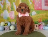 トイプードル(トイ)【群馬県・女の子・2025年3月21日・レッド】の写真4「🐾お父さん犬、お母さん犬の見学も可能です♪」